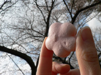 20060330b.jpg
