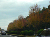 20061130b.jpg